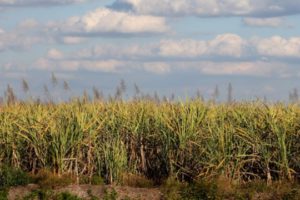 CASE Joins Free-Market Coalition Calling on Congress to Support ‘Zero-for-Zero’ Policy to End World Sugar Subsidies