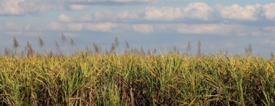 CASE Joins Free-Market Coalition Calling on Congress to Support ‘Zero-for-Zero’ Policy to End World Sugar Subsidies