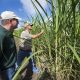 Daily Corruption Endured by U.S. Sugar Growers Exacerbated by Covid