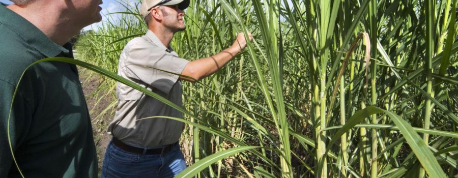 Daily Corruption Endured by U.S. Sugar Growers Exacerbated by Covid