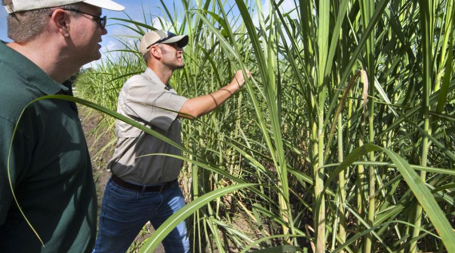 Daily Corruption Endured by U.S. Sugar Growers Exacerbated by Covid